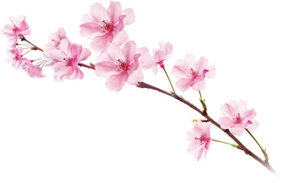 JLPT N5